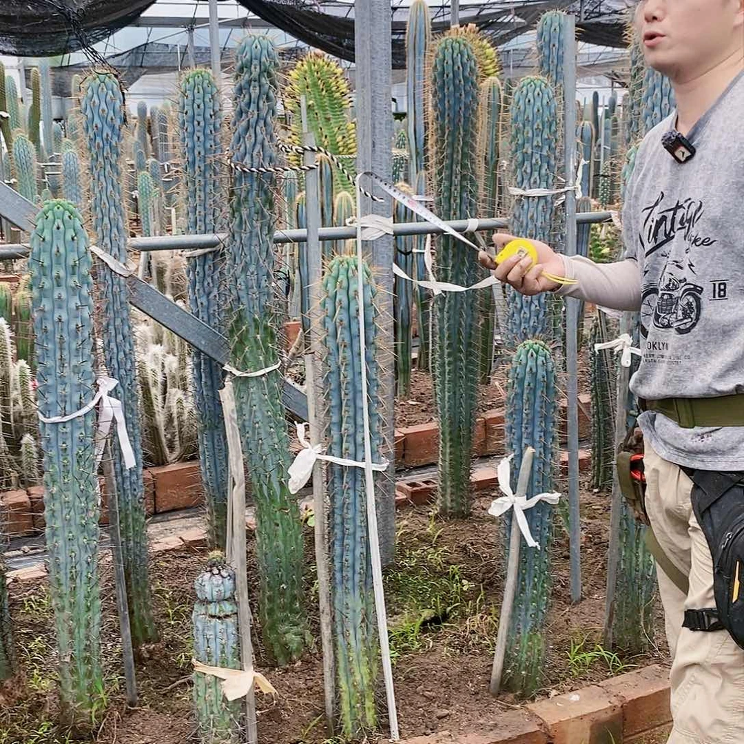 佛塔住高90公分有根