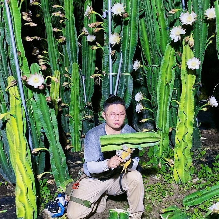 G*N螺旋秘鲁苹果40公分左右无根
