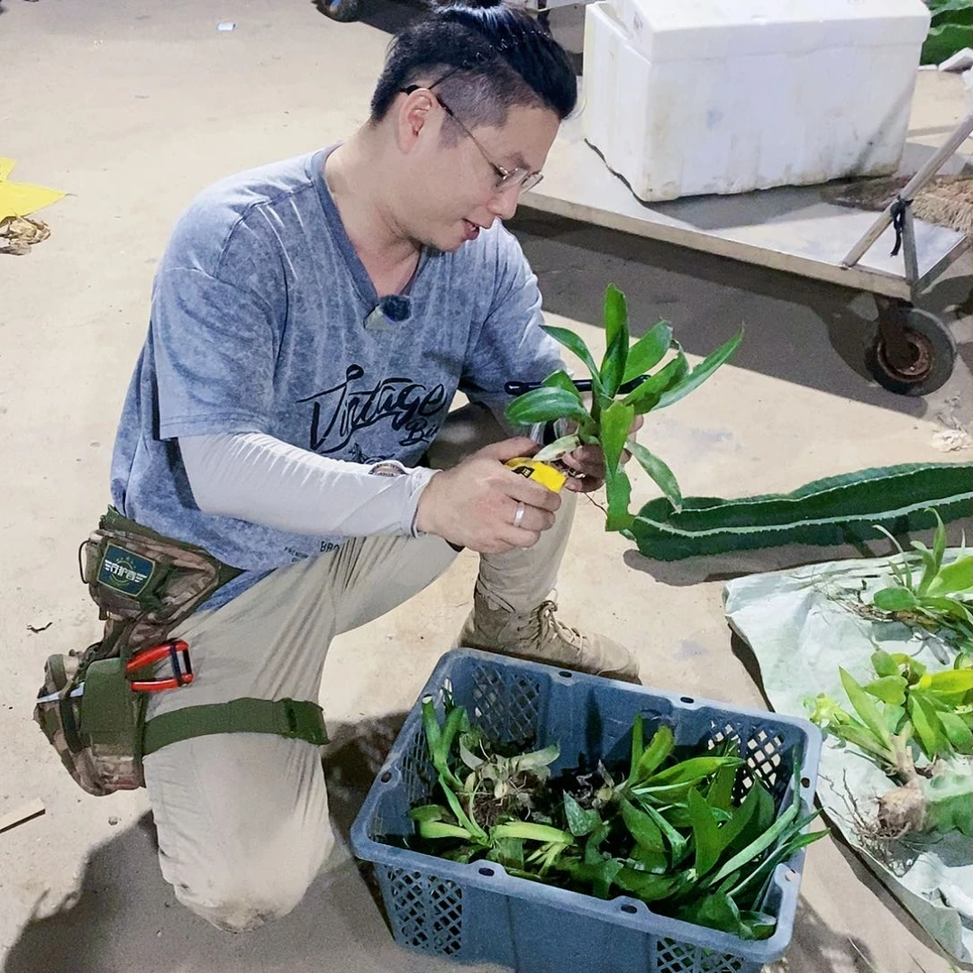 初绿龙舌兰侧芽高15公分以上