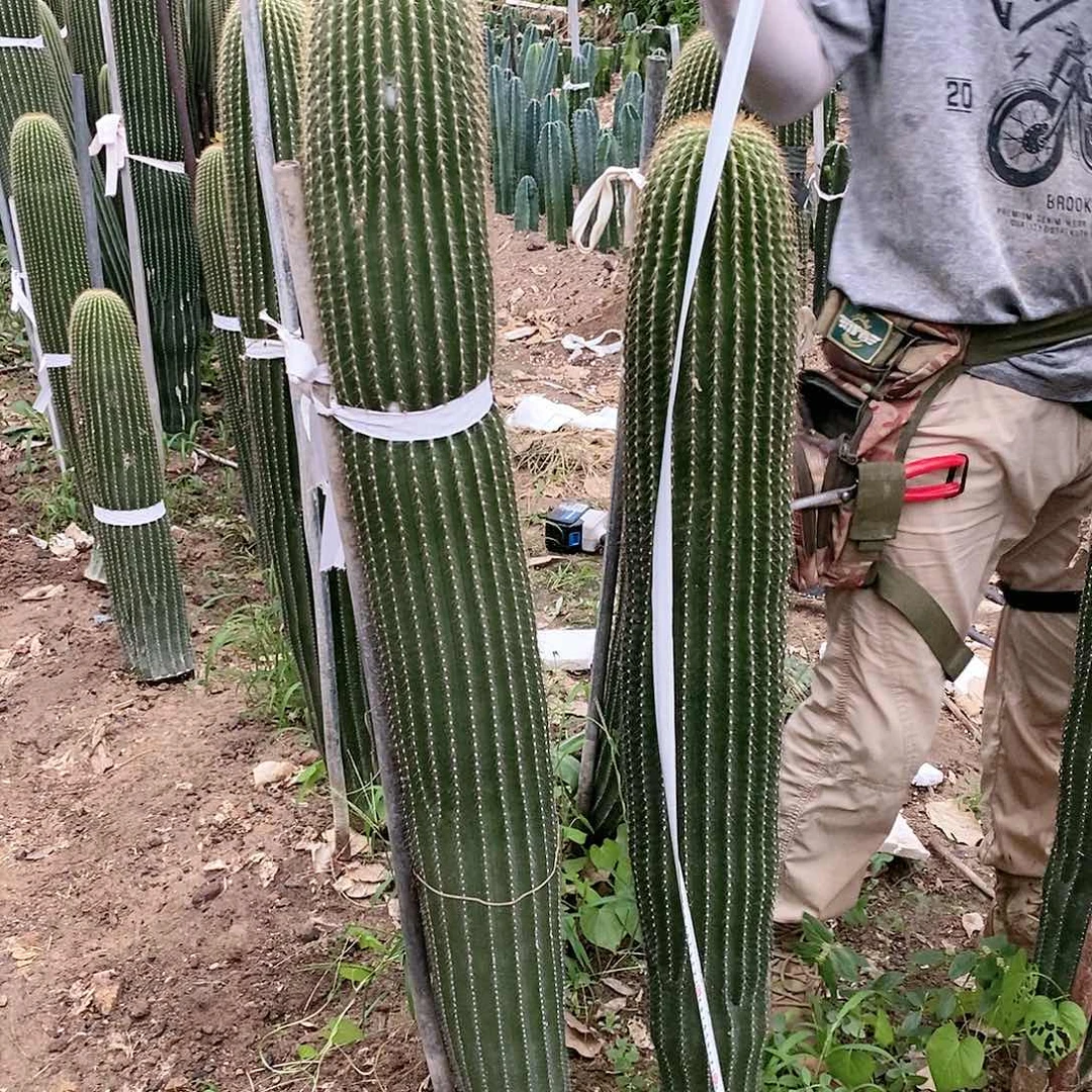 大凤龙有根100公分