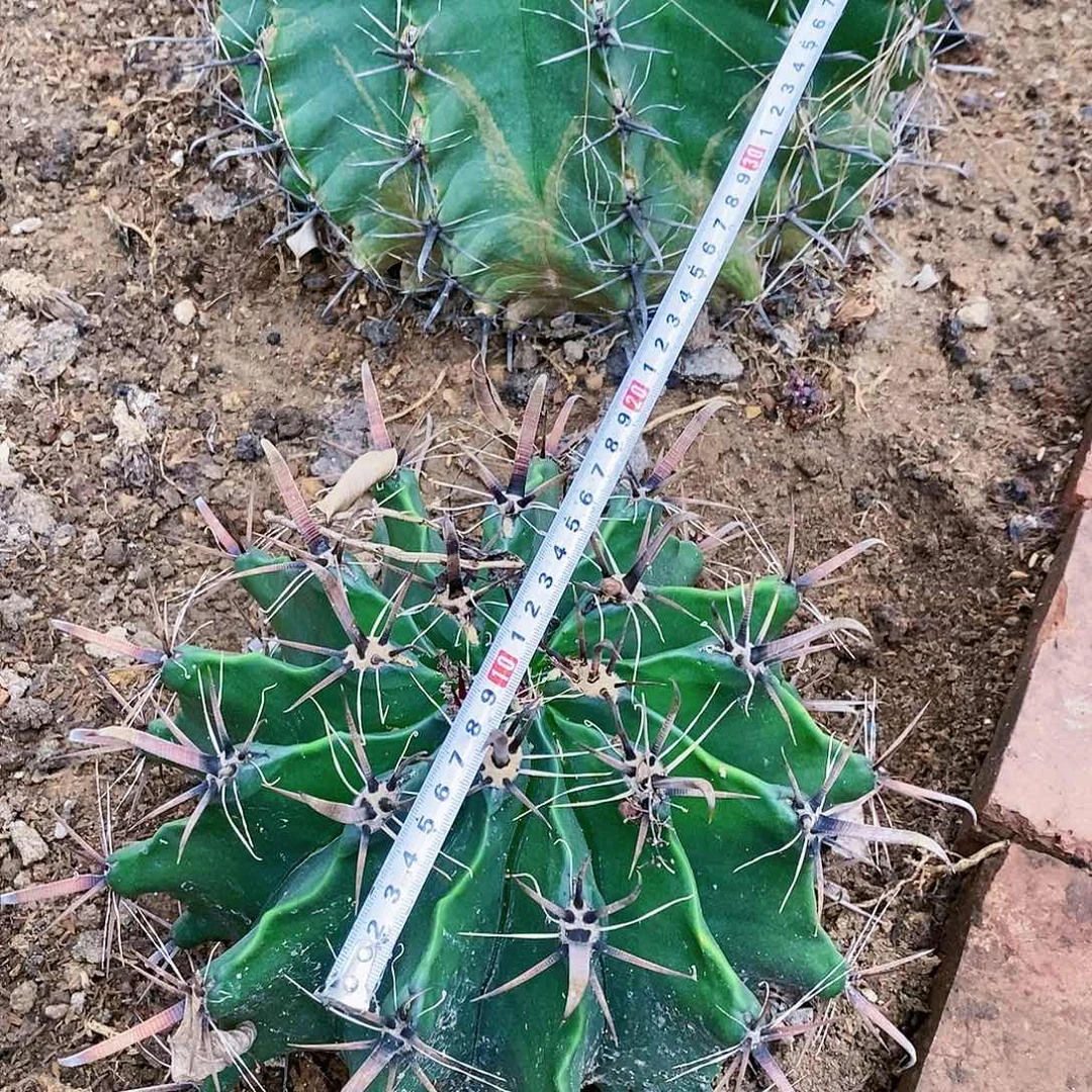 巨鹫玉带刺冠服25以上