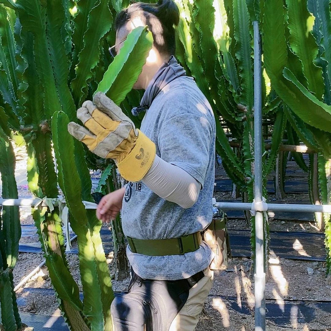 美国大戟20公分侧枝