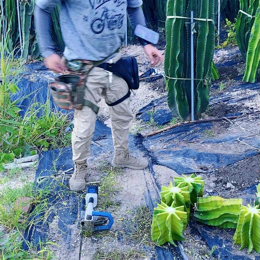 螺旋秘鲁苹果九棱母头黄