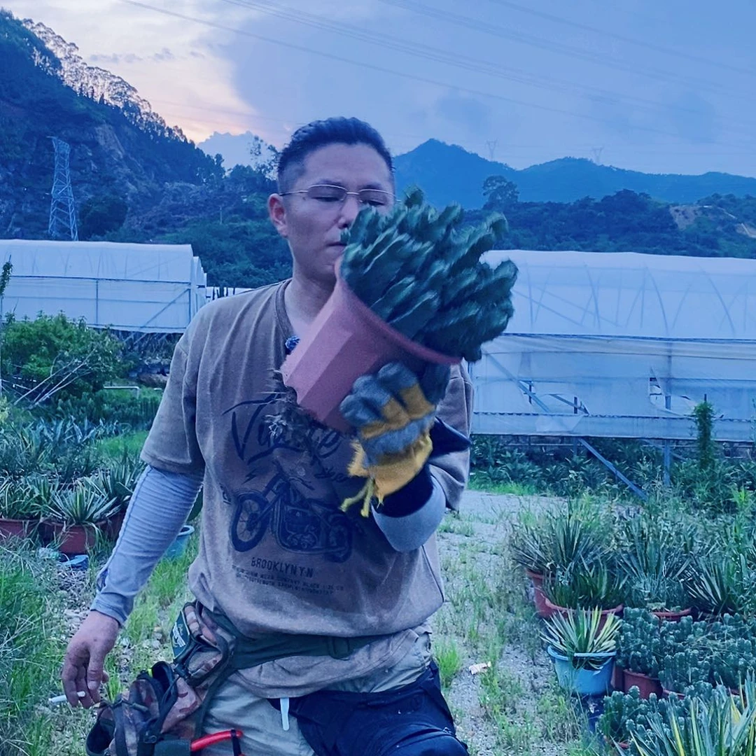 银角麒麟带盆发整盆