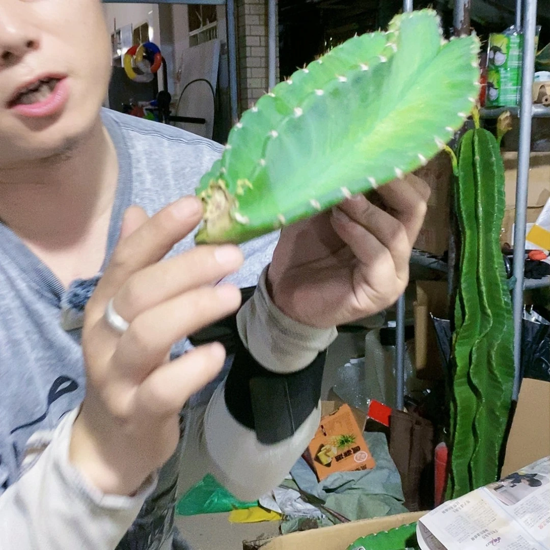 秘鲁苹果高30公分无根