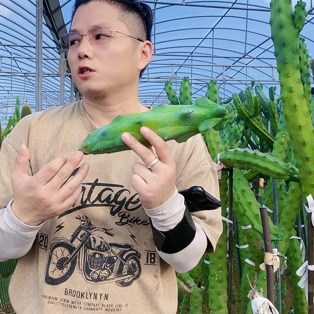 福禄寿高30公分以上无根