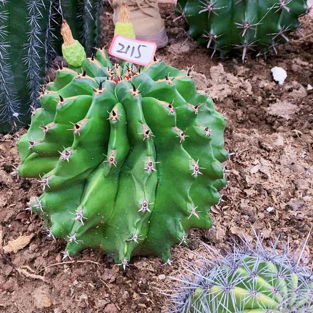 柿*树2115wwwwwwwww