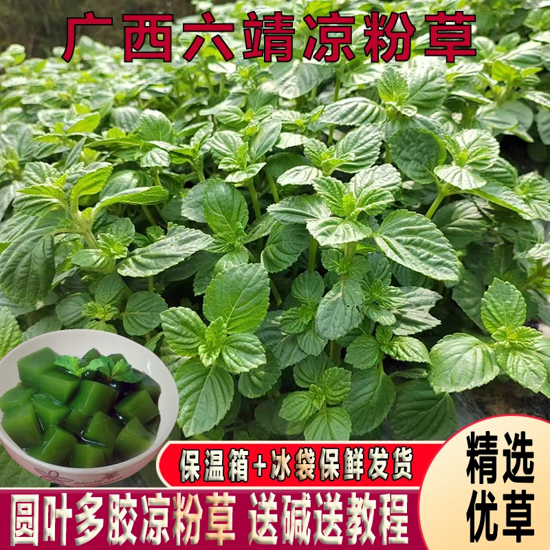 广西六靖凉粉草新鲜现摘现发烧仙草神仙豆腐草夏天下火叶子送碱