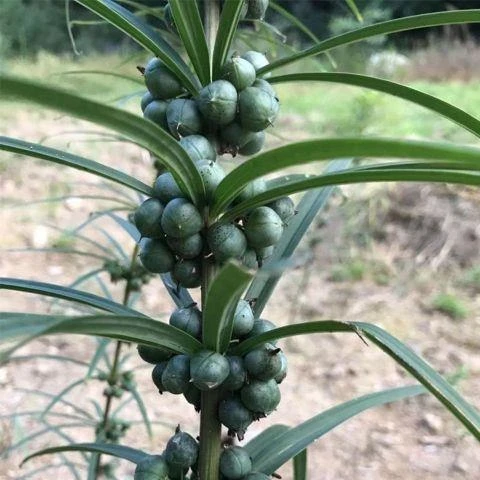 黄精种子黄精籽姜型多花红花黄精种苗鸡头精节节高黄精干籽出芽高