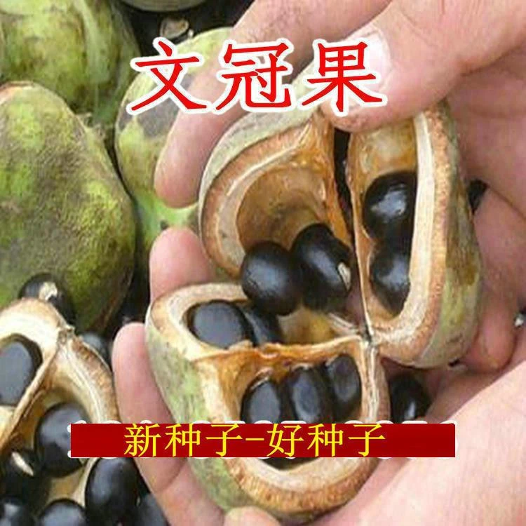 文冠 果 树苗 食用 油 树榨 油新 文冠 果种子 种植 简单 包邮