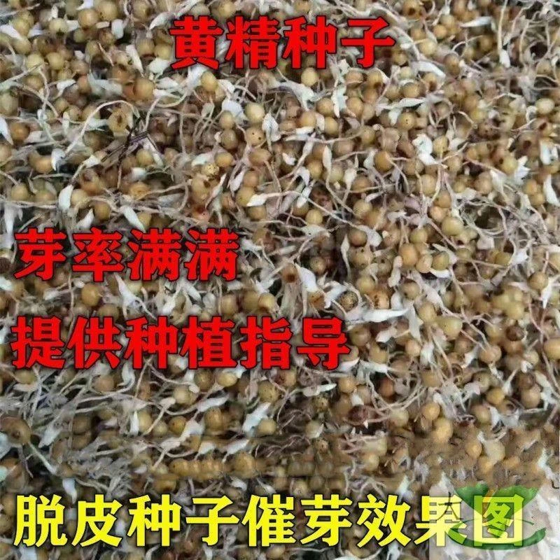 新采黄精种子药材种籽云南滇  黄精鸡头参黄精 老虎姜鸡爪参种子