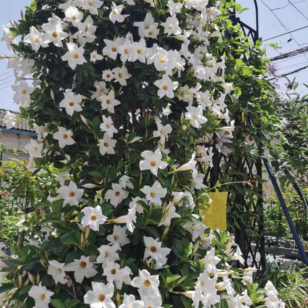 进口大花大皱叶飘香藤耐寒耐热多年生四季开花藤本盆栽地栽花卉