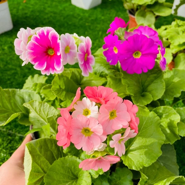 拍一发三四季樱草盆栽带花阳台庭院好养花卉耐寒花期长春天植物