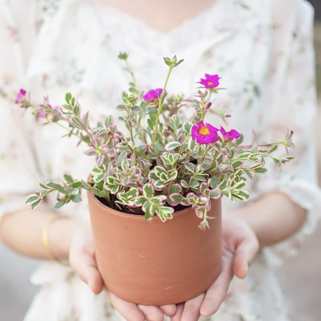 太阳花锦迷你多肉植物高档吊篮胭脂云阳台可爱群生太阳花组合盆栽