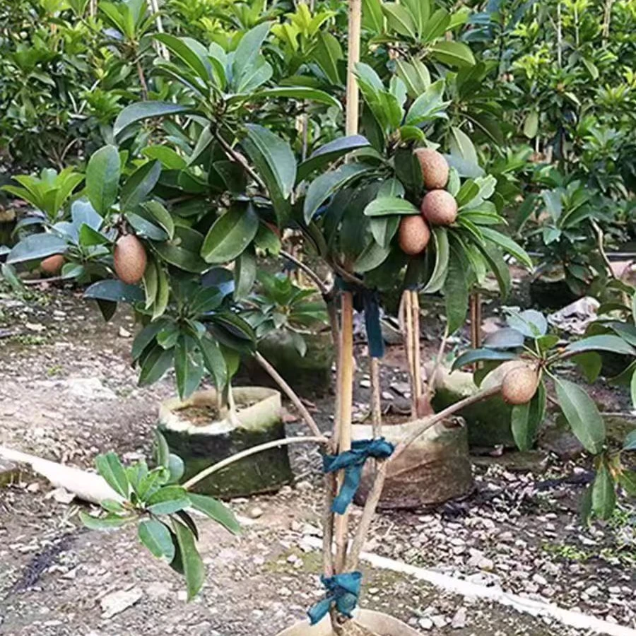 直播间各种果树苗一物一拍