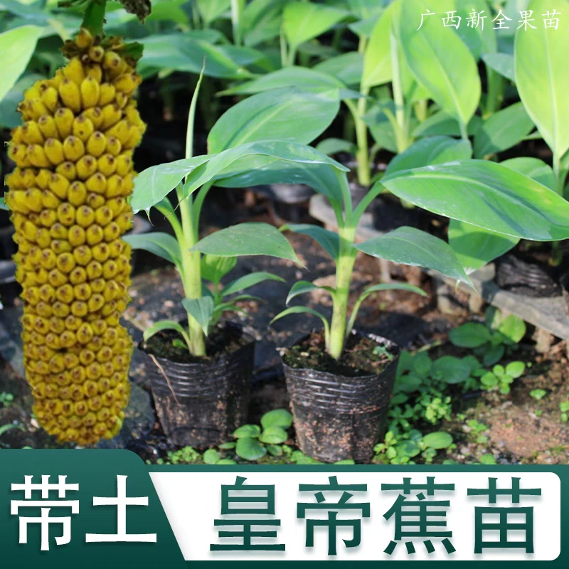 香蕉苗树苗矮化蕉威廉斯B6高产中蕉9号香蕉南方果树苗带土带叶