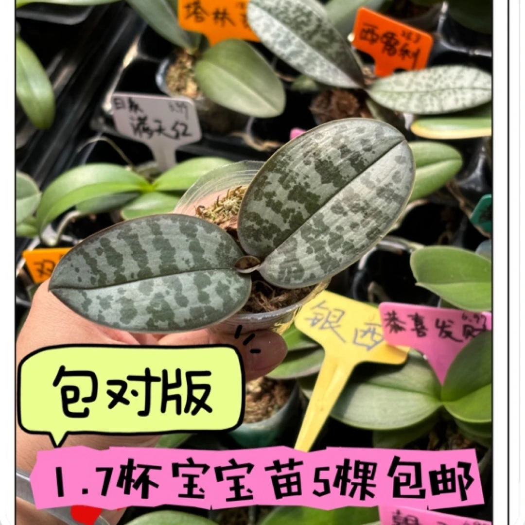 然语）蝴蝶兰（1.7杯）宝宝苗可单选品种（满5颗包邮）