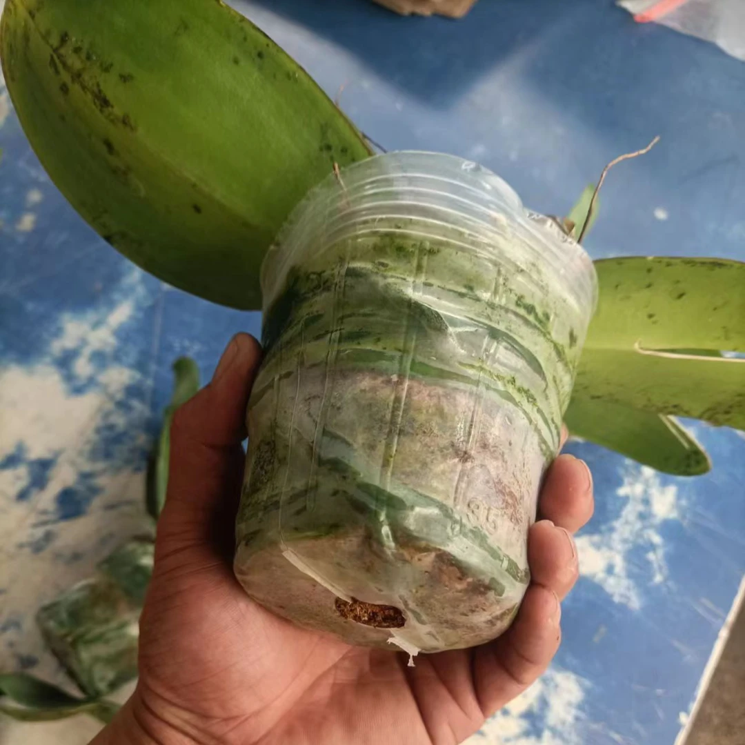 润绿欧品花后苗蝴蝶兰不分品种 烂根 空跟黄叶裂口无售后介意勿拍