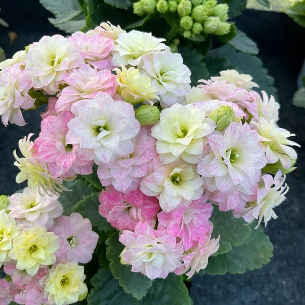 长寿花～彩虹糖】打过顶的）拍1个送1棵小苗