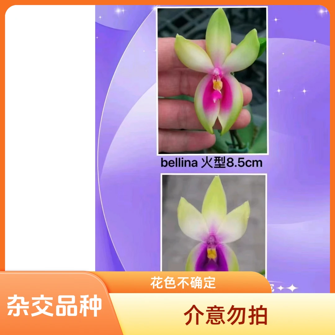 蝴蝶兰 077（1.7杯）杂交宝宝小苗，花色不确定（介意勿拍）