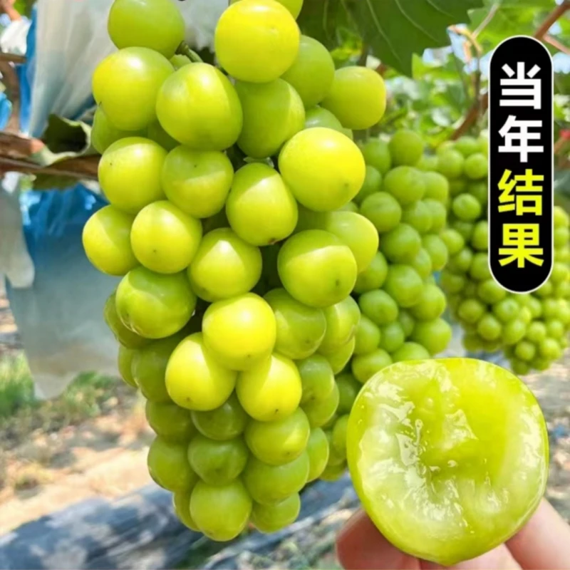 阳光玫瑰葡萄树苗盆栽地栽庭院爬藤阳台南北方种植蓝宝石葡萄苗