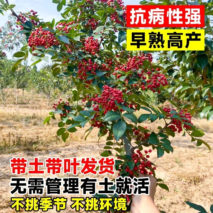 正宗大红袍花椒树苗花椒四川藤椒小苗盆栽地栽当年结果花椒苗树