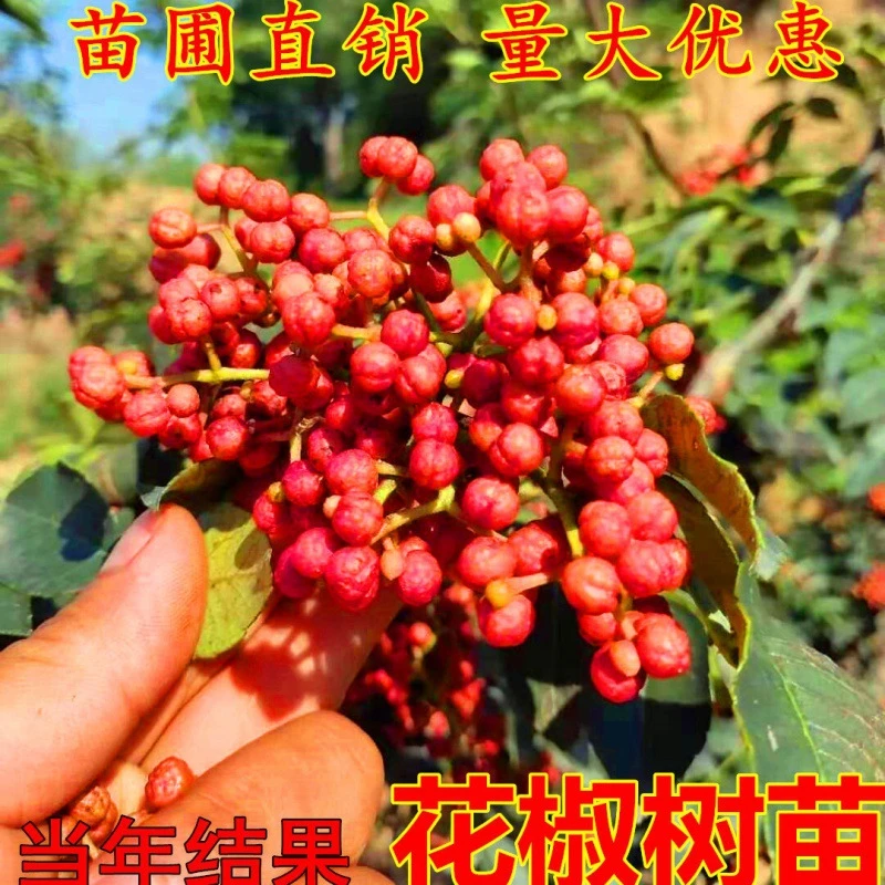 正宗大红袍花椒树苗花椒四川藤椒小苗盆栽地栽当年结果花椒苗树