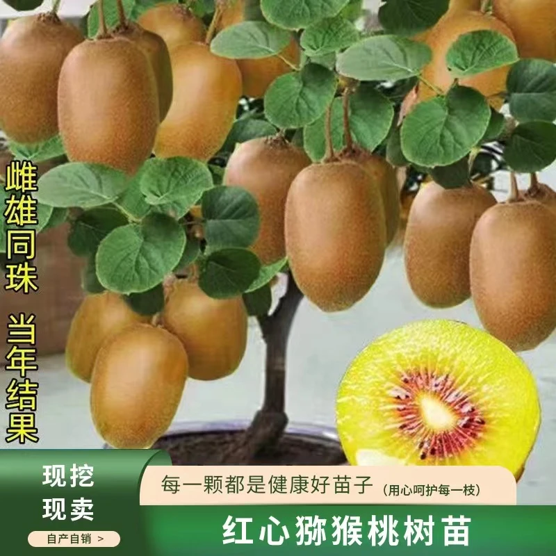 红心猕猴桃树苗嫁接软枣猕猴桃苗盆栽地栽爬藤果树苗南方北方种植