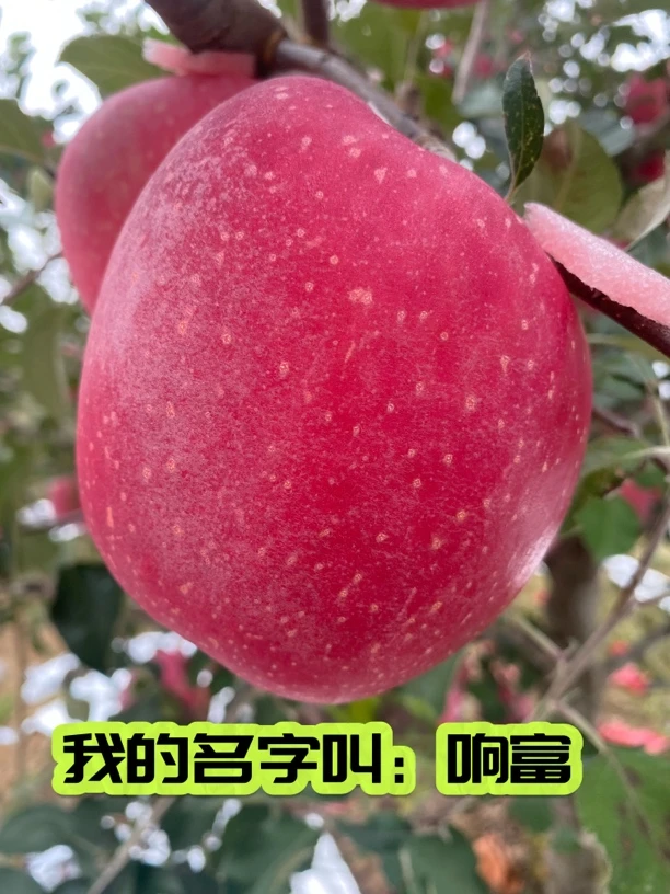 烟台栖霞全红片红响富红富士脆甜多汁2024年霜降之后采摘