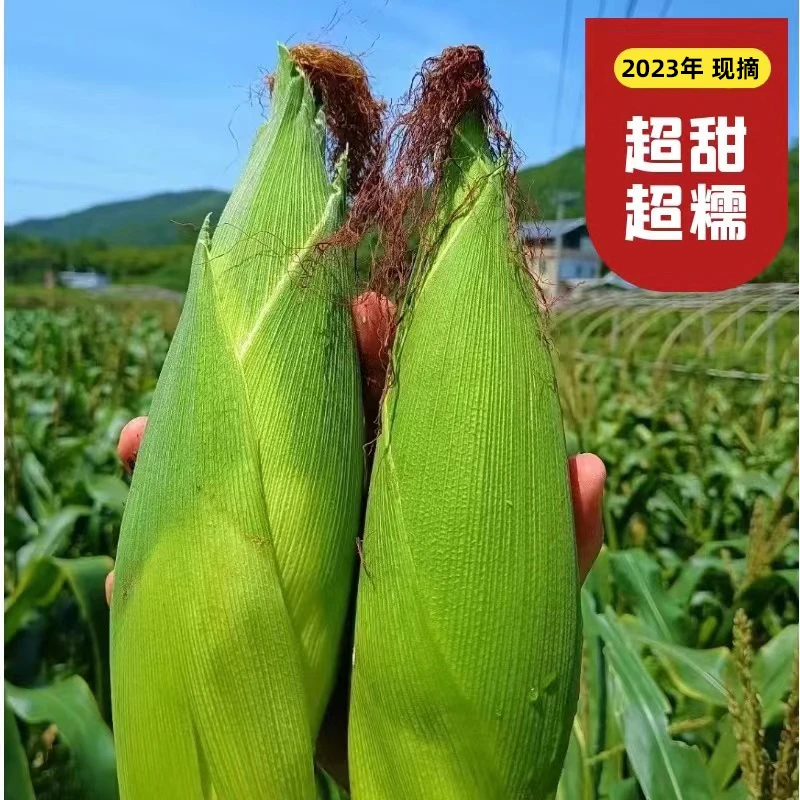 头茬水果甜玉米新鲜现摘带皮嫩爆浆生棒子平谷农产品净重5斤甜糯
