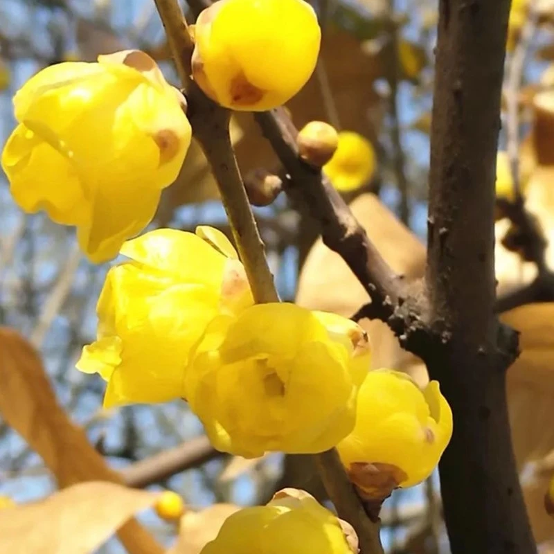 腊梅花树苗盆栽浓香型室内四季耐寒花卉阳台易活老桩盆景素心蜡梅