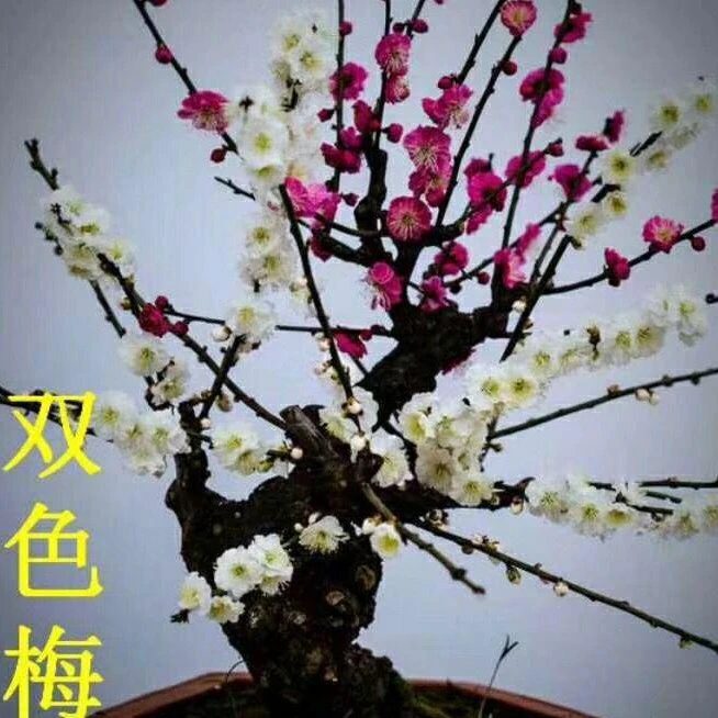 一红一绿双色梅花老桩盆景梅花 冬季耐寒室内阳台植物