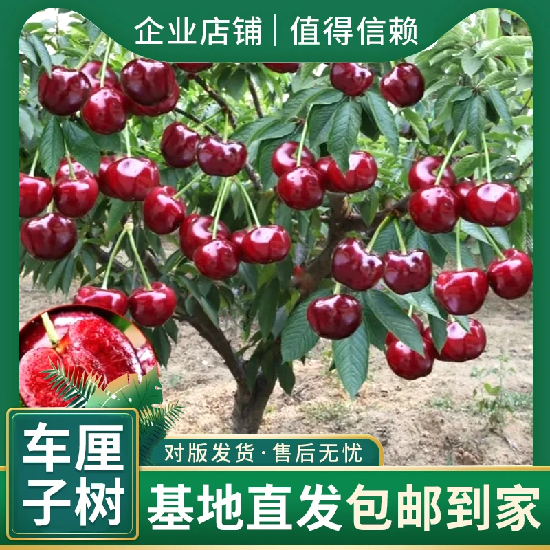 车厘子树苗樱桃苗盆栽地栽阳台庭院矮化果树苗