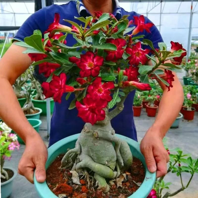 重瓣沙漠玫瑰花苗盆栽四季花卉绿植物老桩室内阳台小盆景开花不断