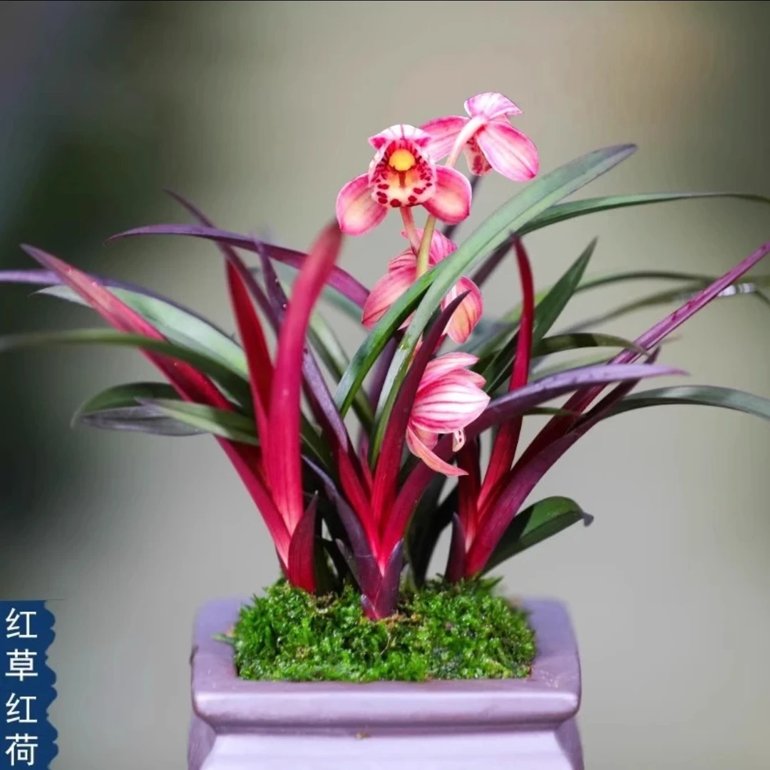 【红草红荷】建兰铭品-红花红芽 开花浓香 稀有品种好养名贵兰花