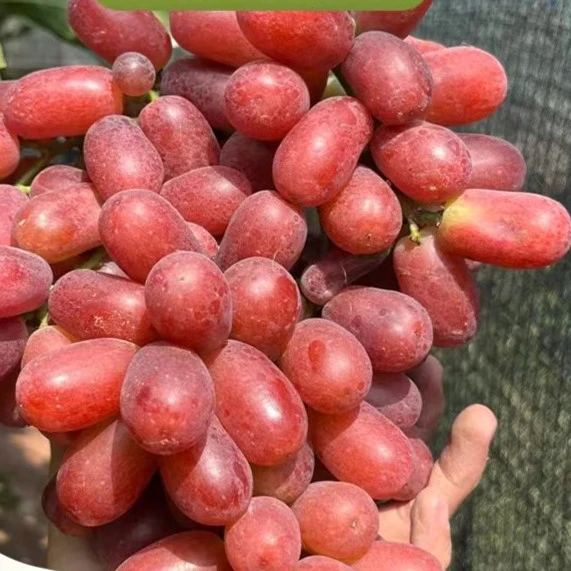 新鲜无籽红提葡萄