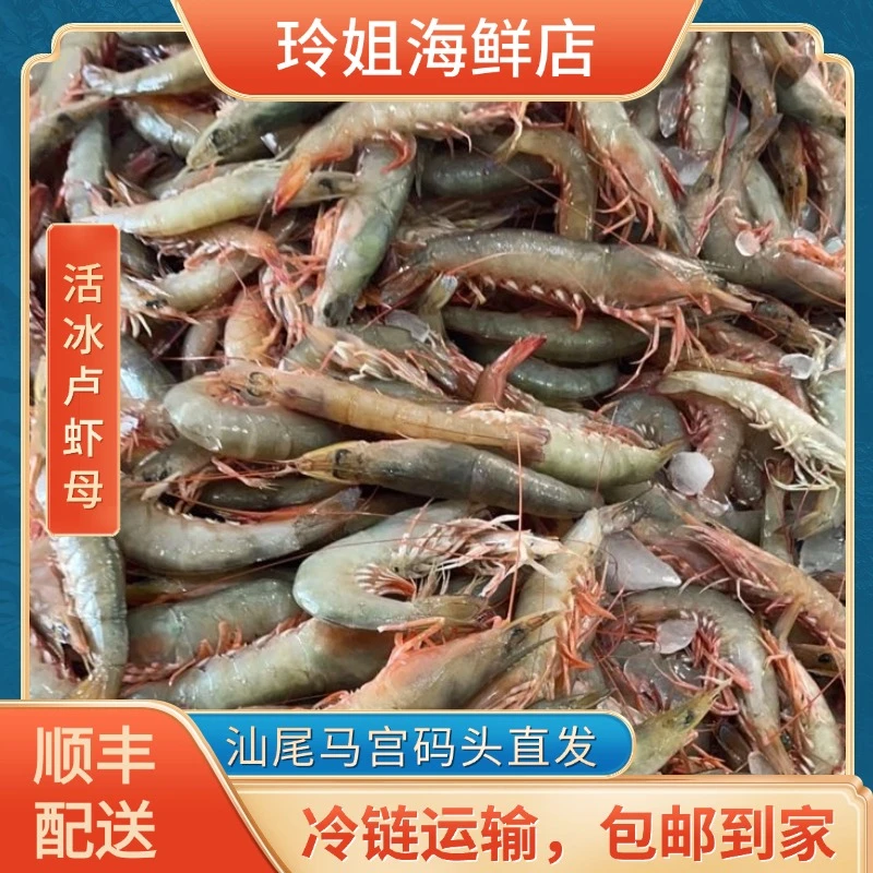 （活冰）广东汕尾马宫本港纯天然野生沙卢虾（海麻虾）顺丰冷链配送