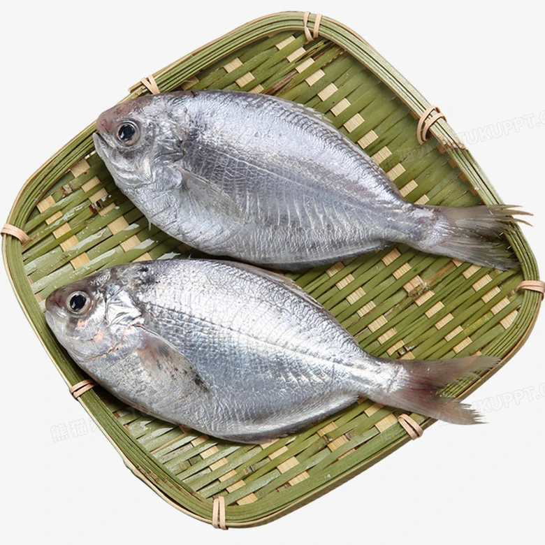 广东汕尾本港纯天然野生南昌鱼（肉昌鱼）顺丰冷链配送到家