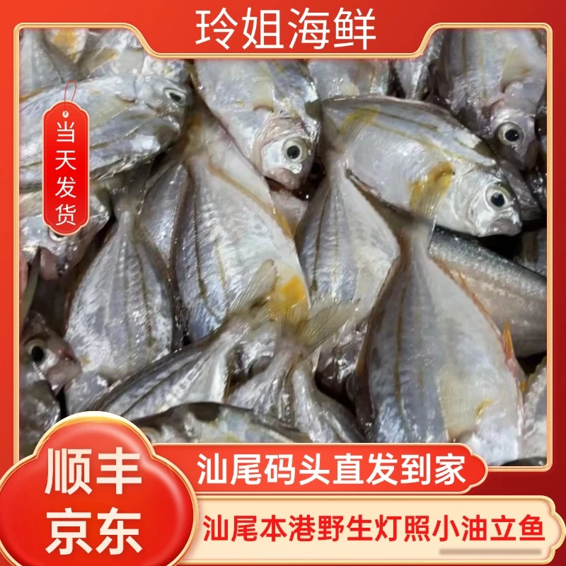 广东汕尾本港野生油立鱼（油叶鱼）包鲜不鲜包赔，打汤神器