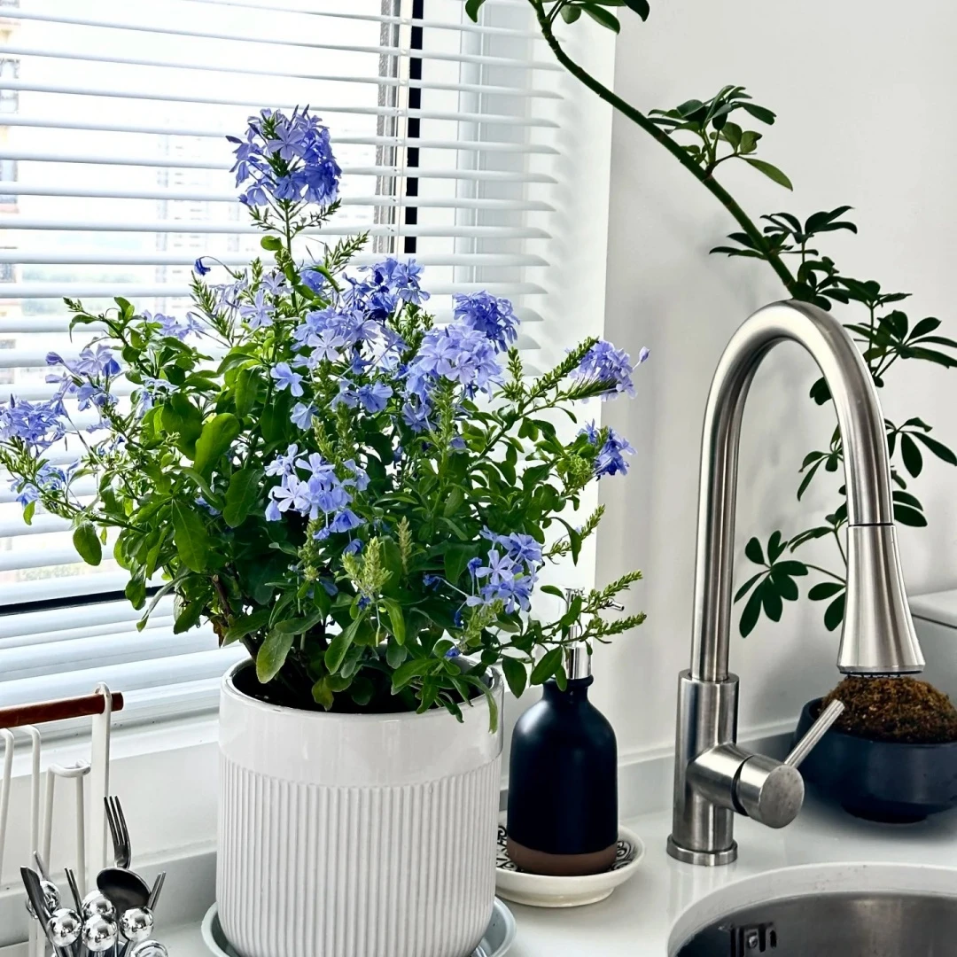 蓝雪花爬藤带花苞四季开花盆栽花卉懒人易养阳台庭院翠绿花园