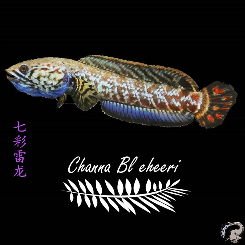 野生定水七彩雷龙鱼