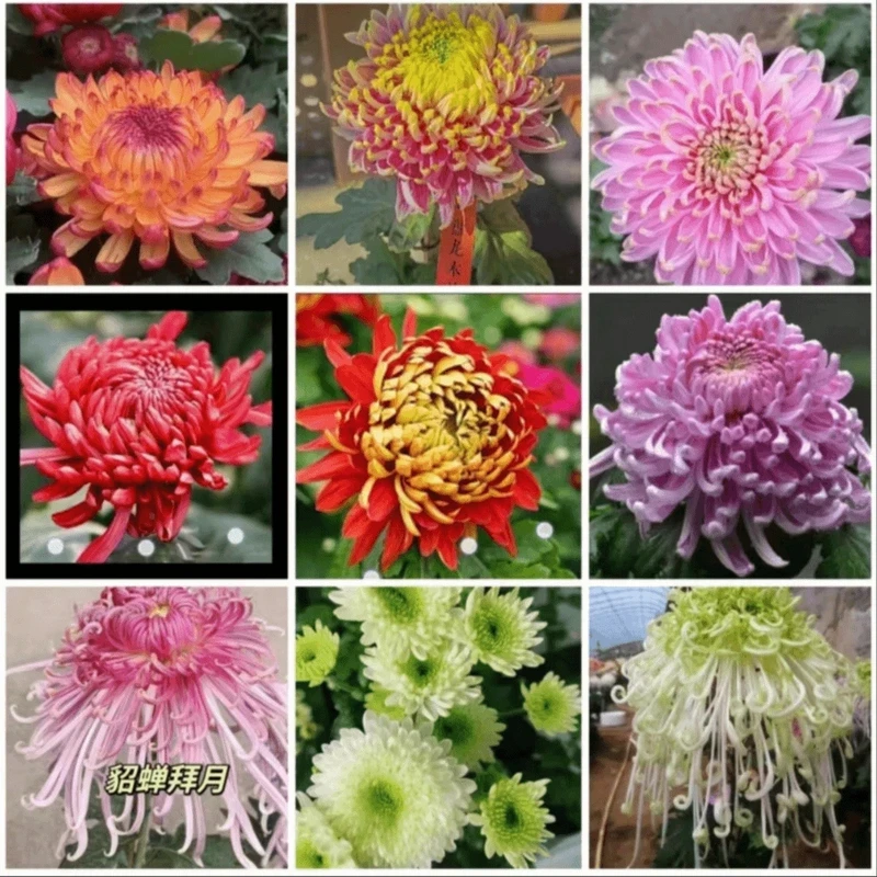 抢抢！【大菊花苗】四季循环开花九月菊菊花苗土球发货盆栽