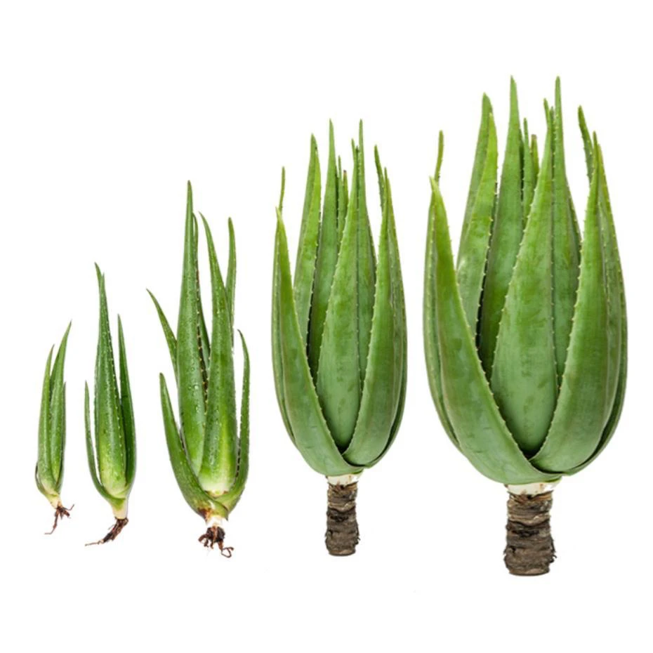 库拉索美容大芦荟整颗