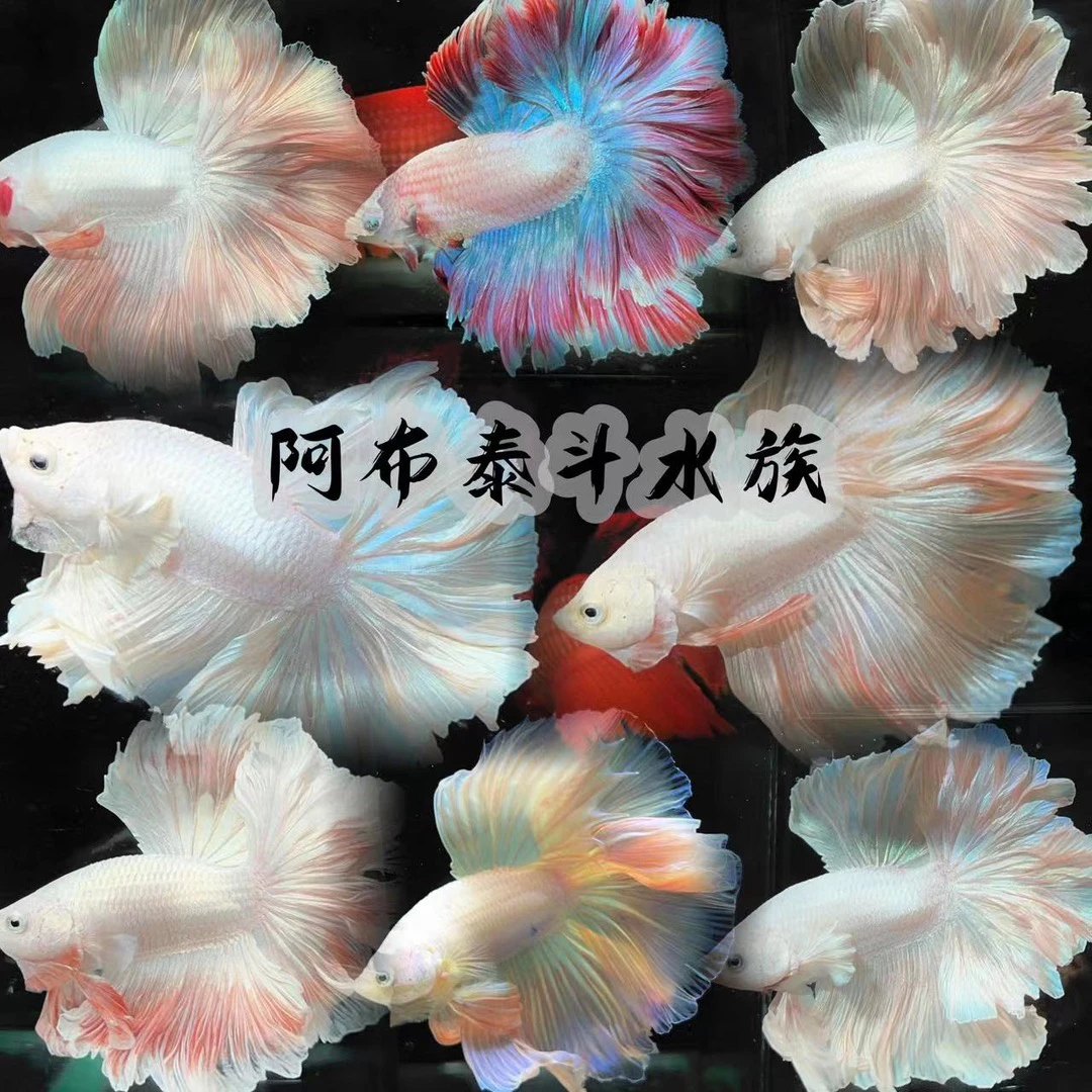 精品半月包间严选