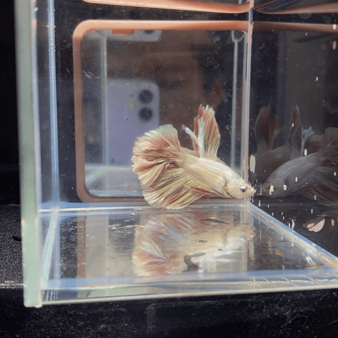 斗鱼热带鱼公11111