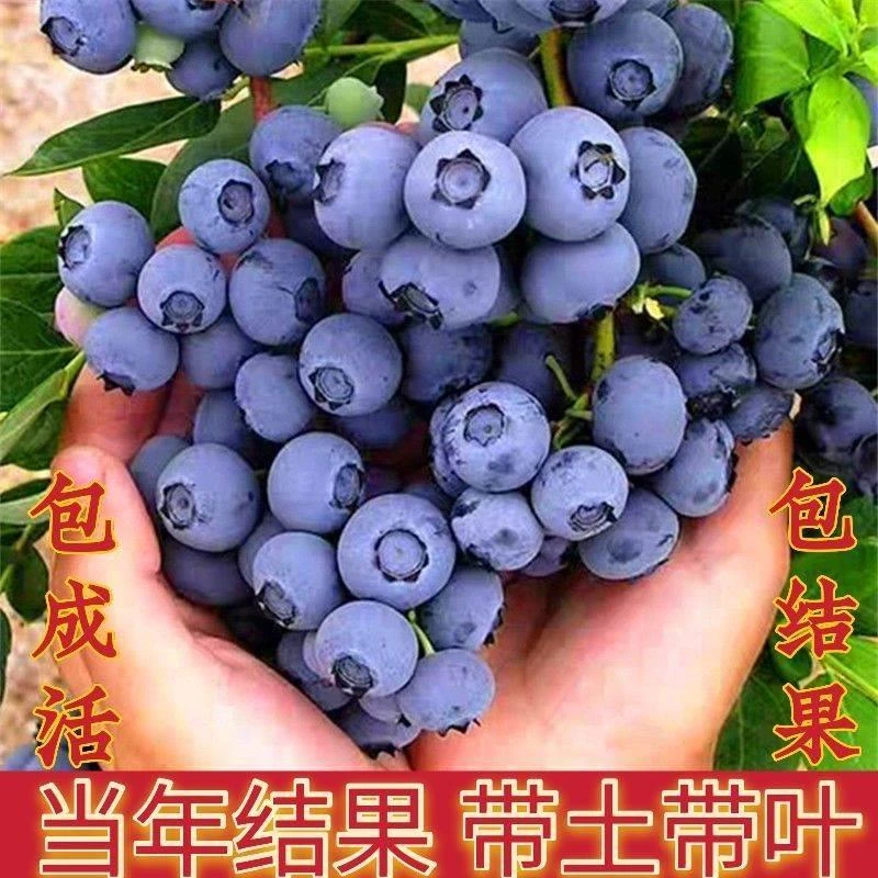 【带叶带土】蓝莓树苗当年结果盆栽地栽阳台庭院南方北方四季种j