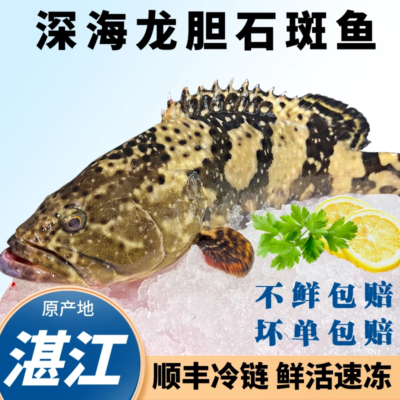 【4斤装】石斑鱼龙胆珍珠斑石斑鱼深海鱼海鱼海鲜老虎斑活鱼