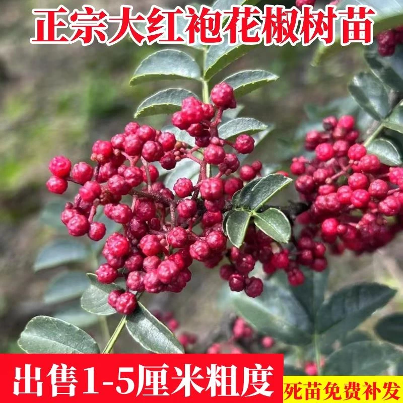 大红袍花椒苗树四川汉源青花椒苗地栽庭院南北方种植盆栽四季种植