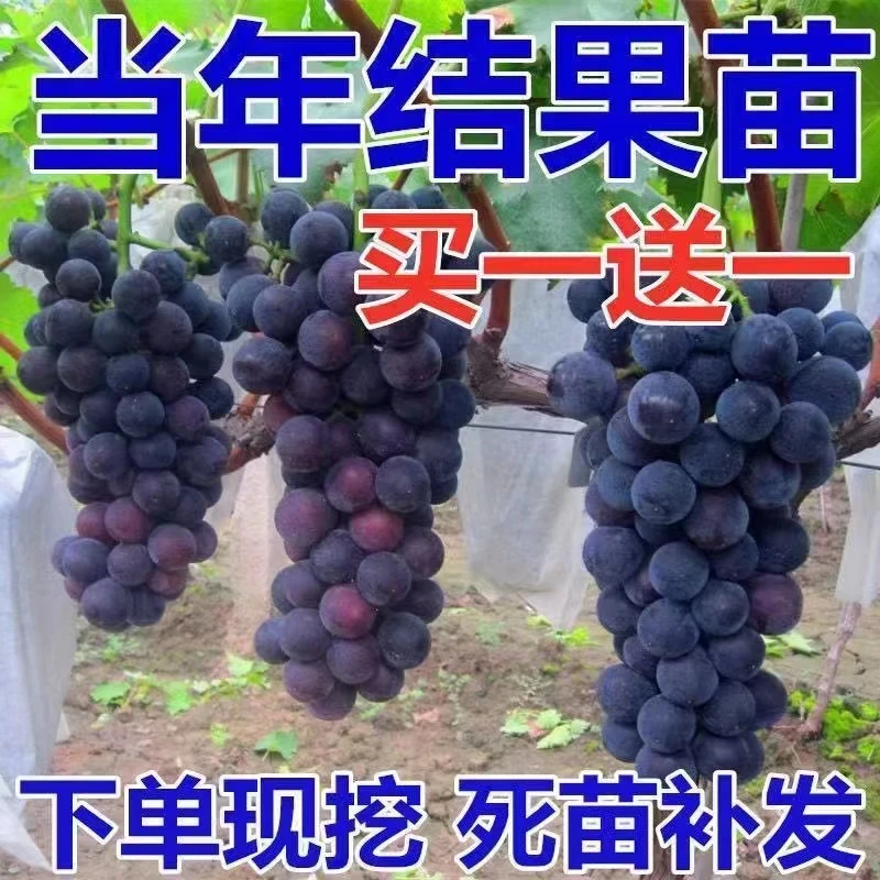 葡萄树苖特大巨峰葡萄苗爬藤阳光玫瑰葡萄树苗北南方种植果树果苗