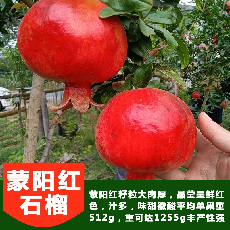 【蒙阳红石榴苗】石榴树树苗盆栽地栽裸根庭院南方种植石榴果树苗